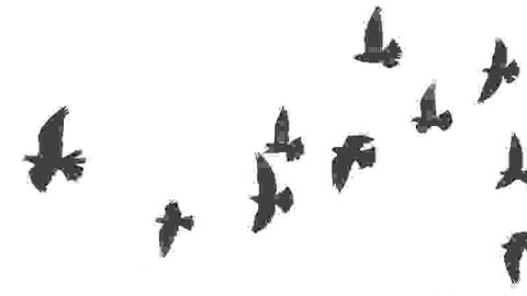 birds